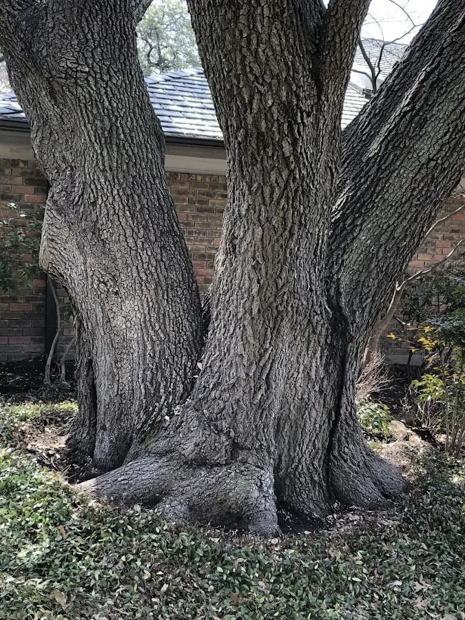 Mature heritage tree close to a Given property cared for by certified arborists